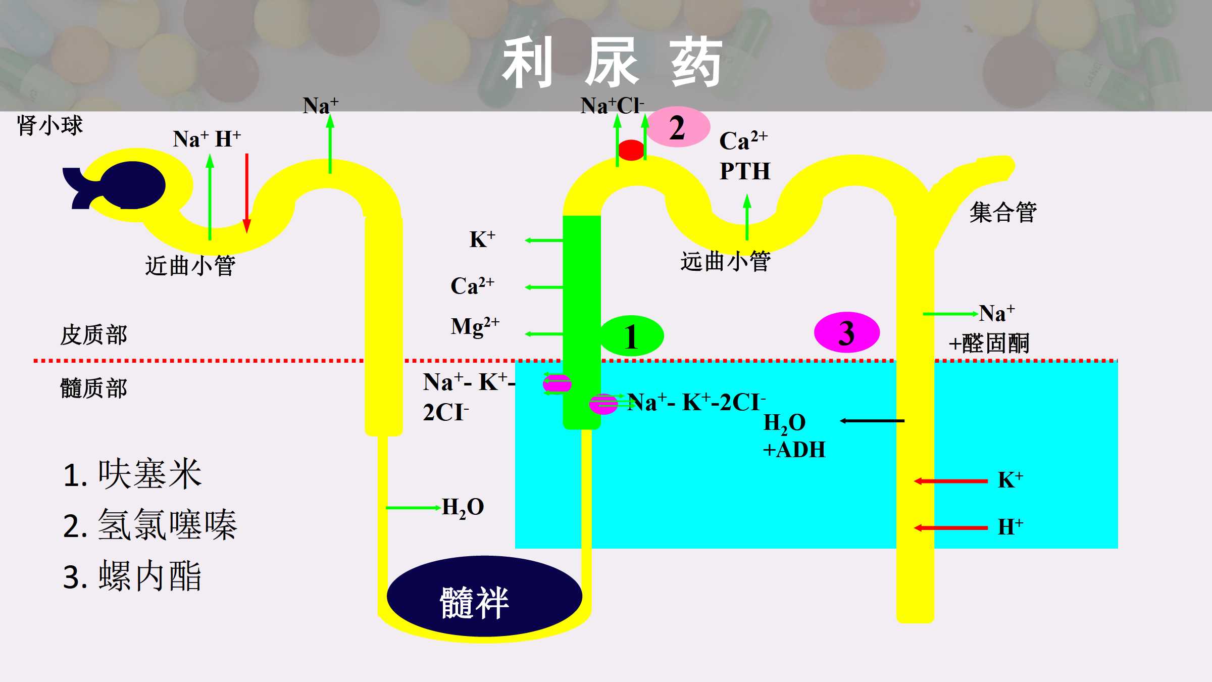 7 利尿药和脱水药