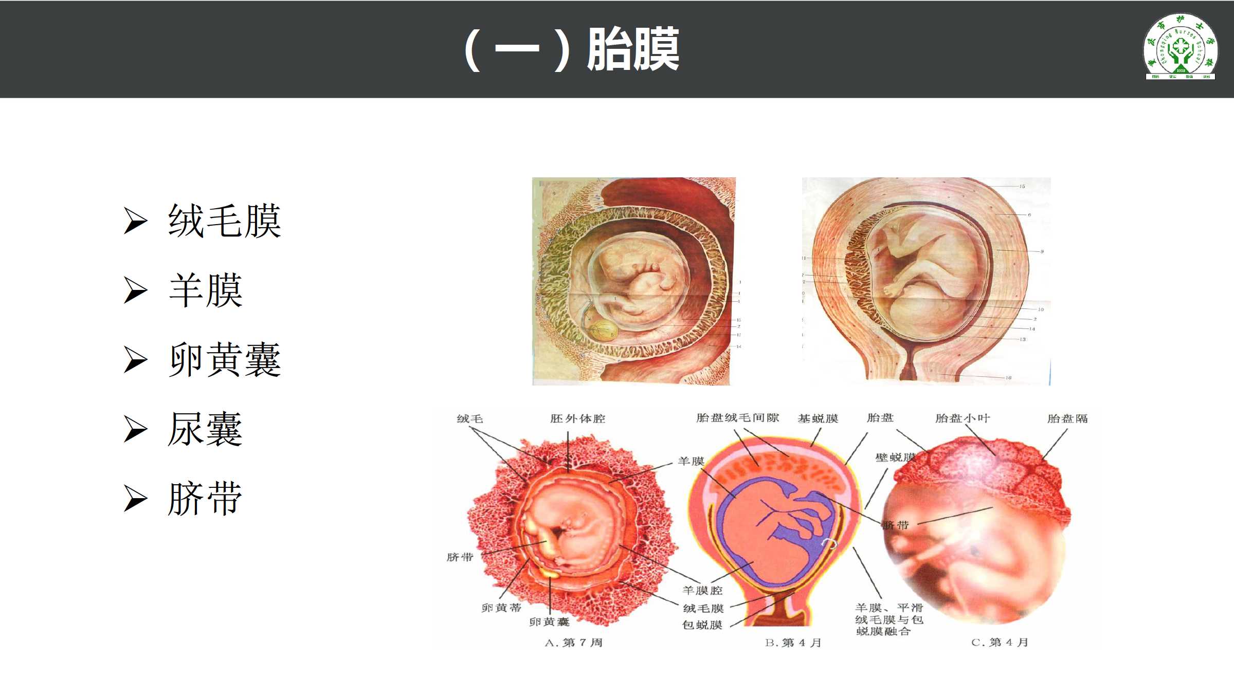 图17～18 脐带形成(二)-功能组织学与胚胎学-医学