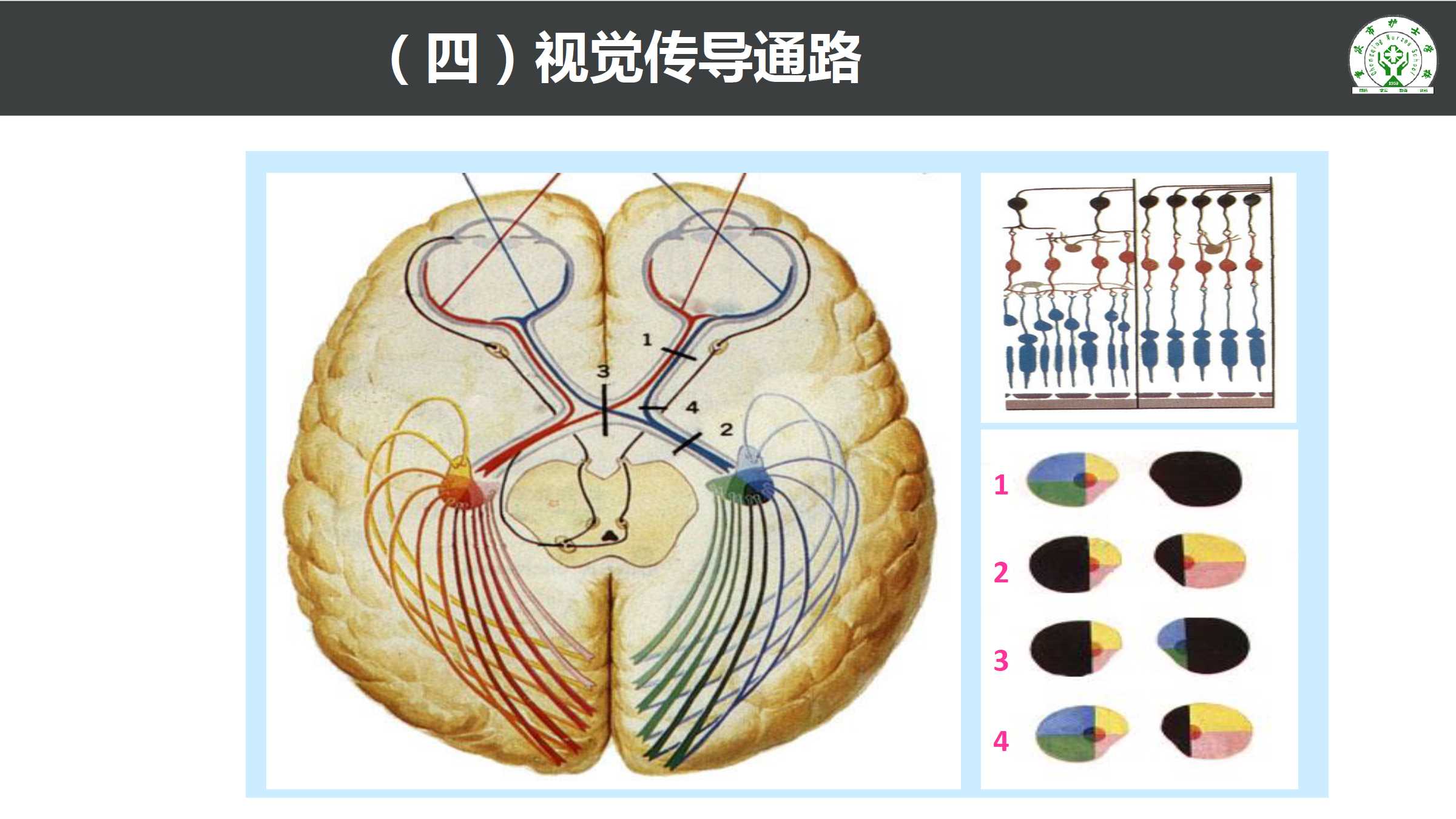 10.4 脑和脊髓的传导通路 所属课程:《解剖学基础》