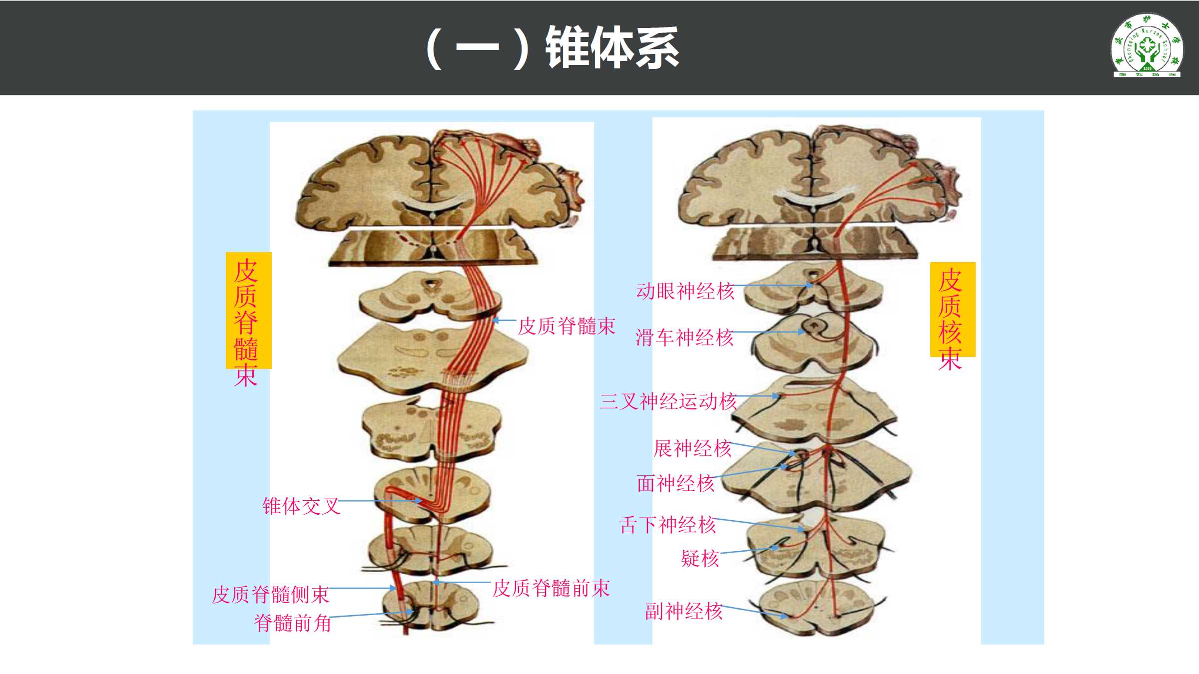 10.4 脑和脊髓的传导通路下载 重庆大学出版社 教学资源库管理平