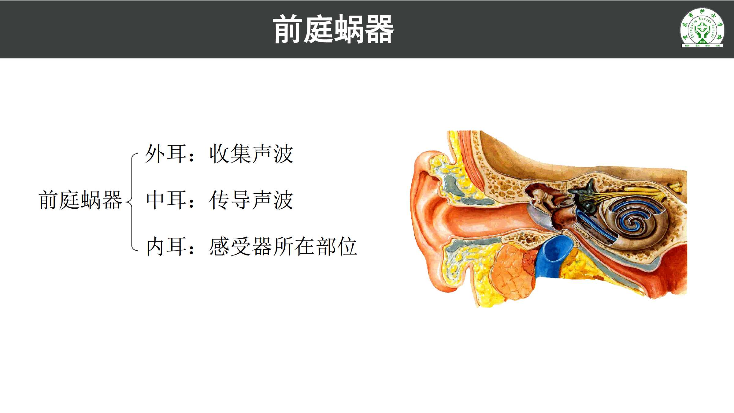 92前庭蜗器