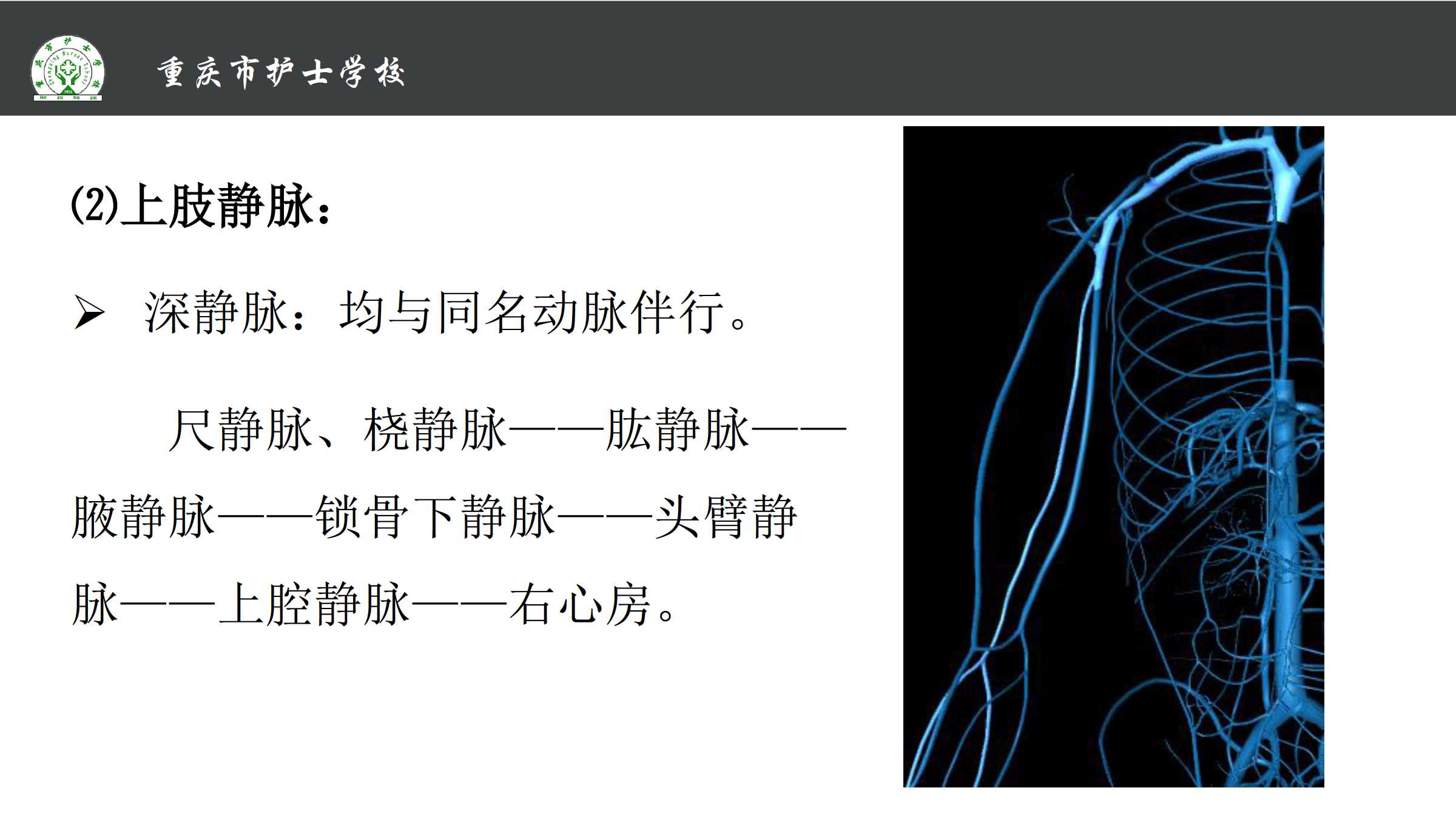 1.4 体循环的静脉 所属课程:《解剖学基础》
