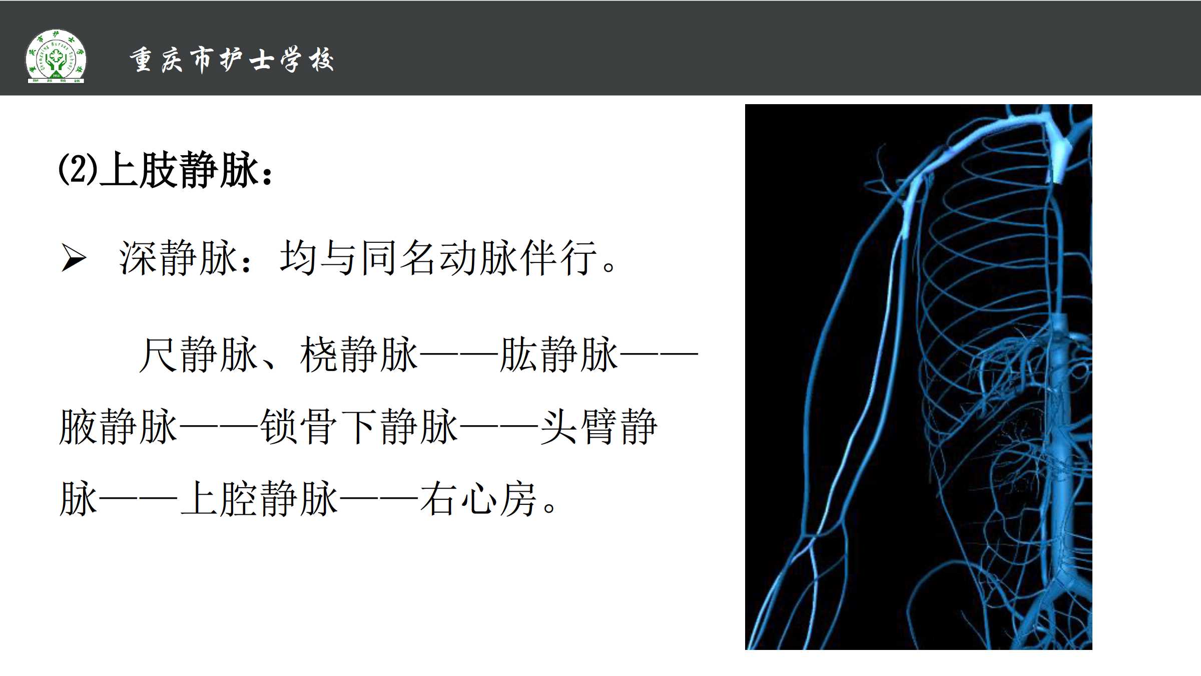 814体循环的静脉所属课程解剖学基础