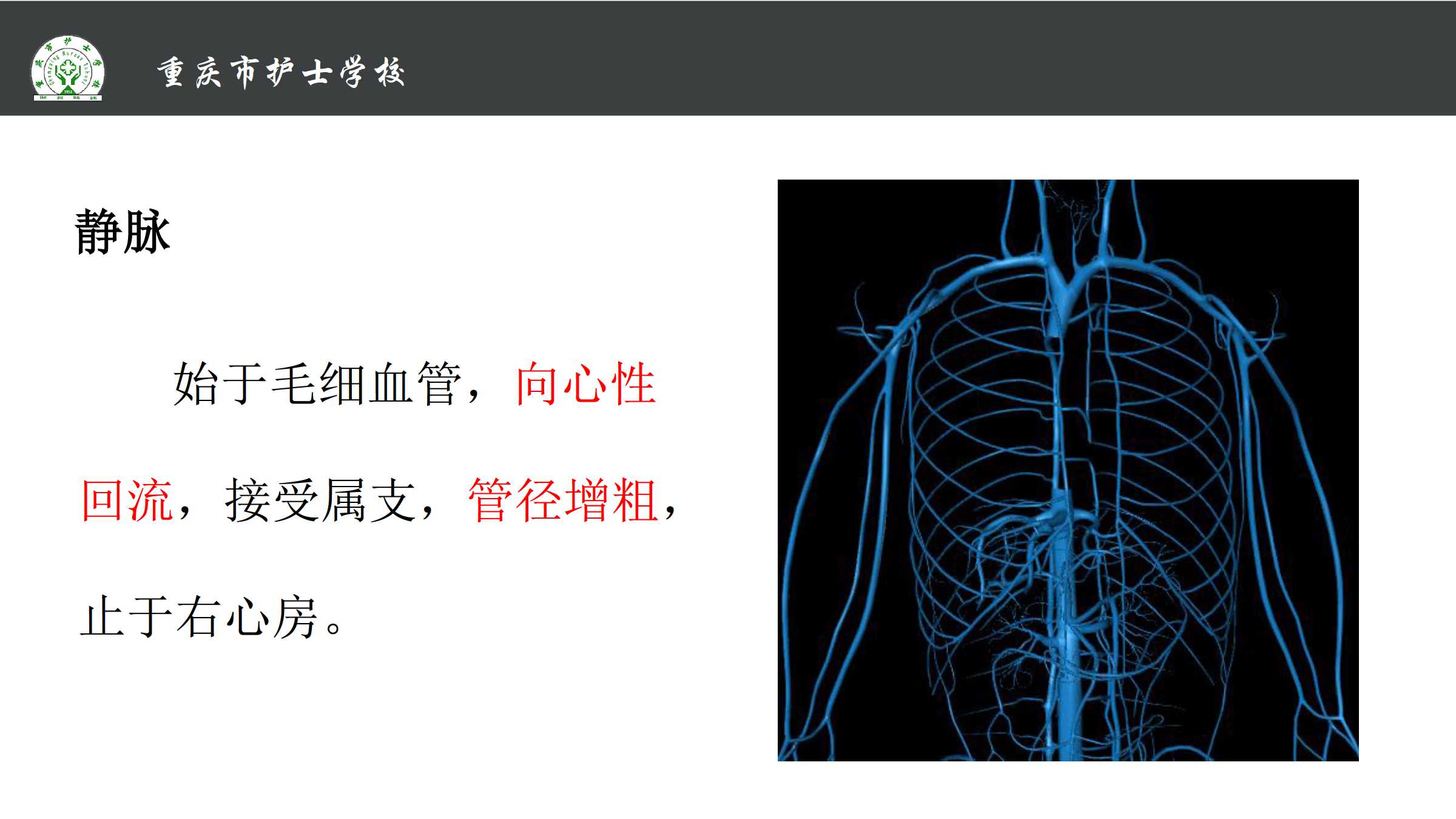 814体循环的静脉所属课程解剖学基础