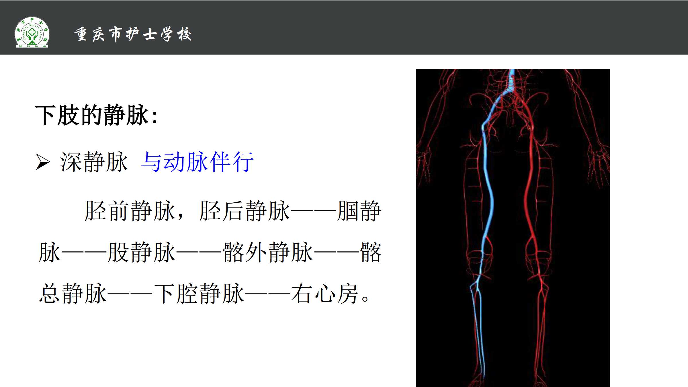 814体循环的静脉所属课程解剖学基础