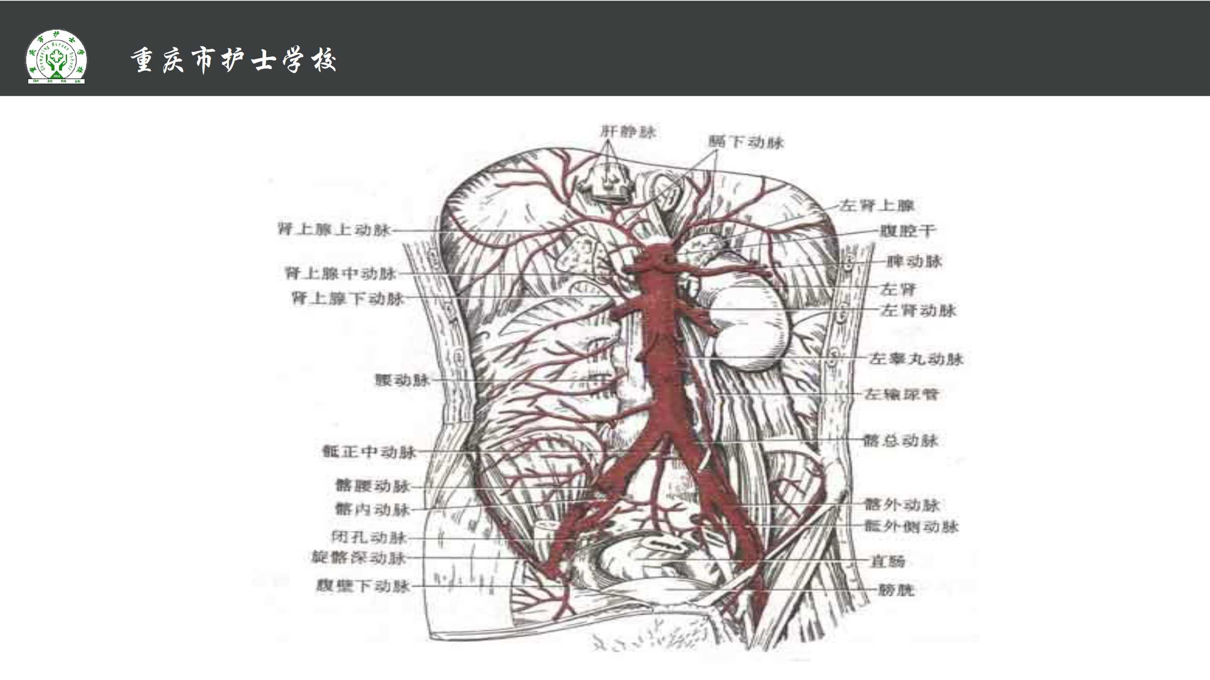 1.3 体循环的动脉