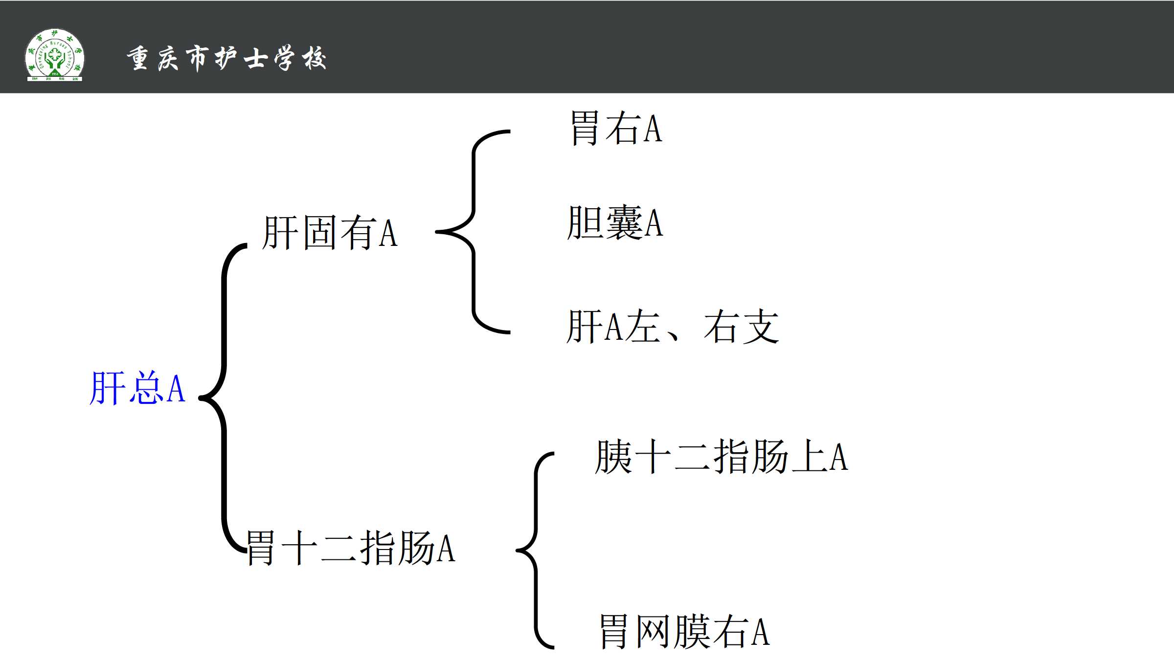 1.3 体循环的动脉