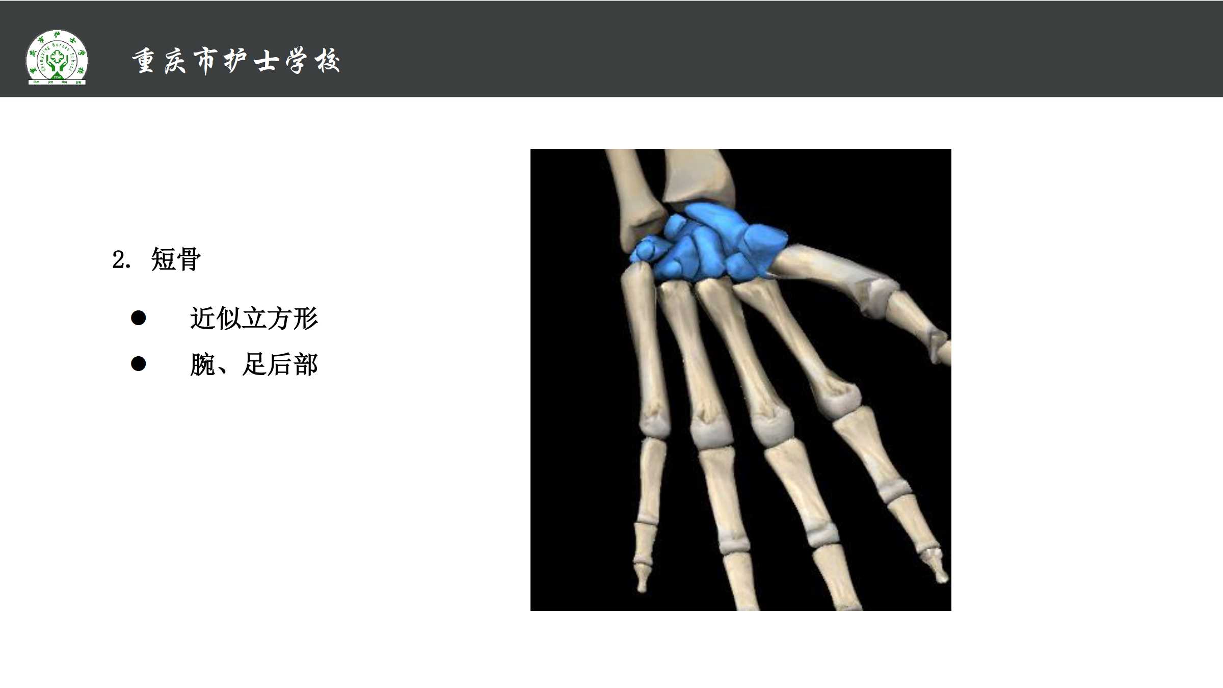 1.1 骨的分类和构造