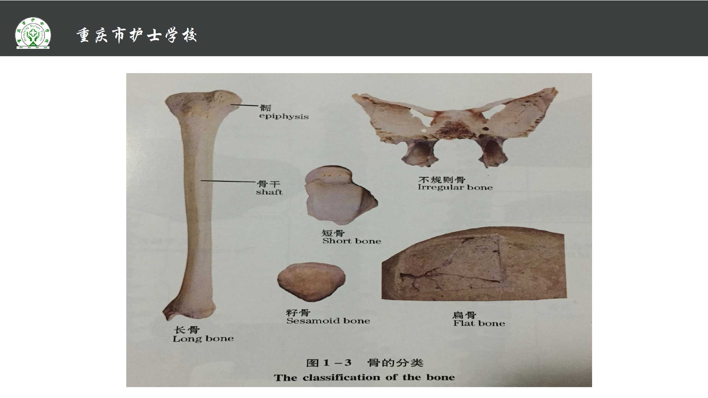 1.1 骨的分类和构造