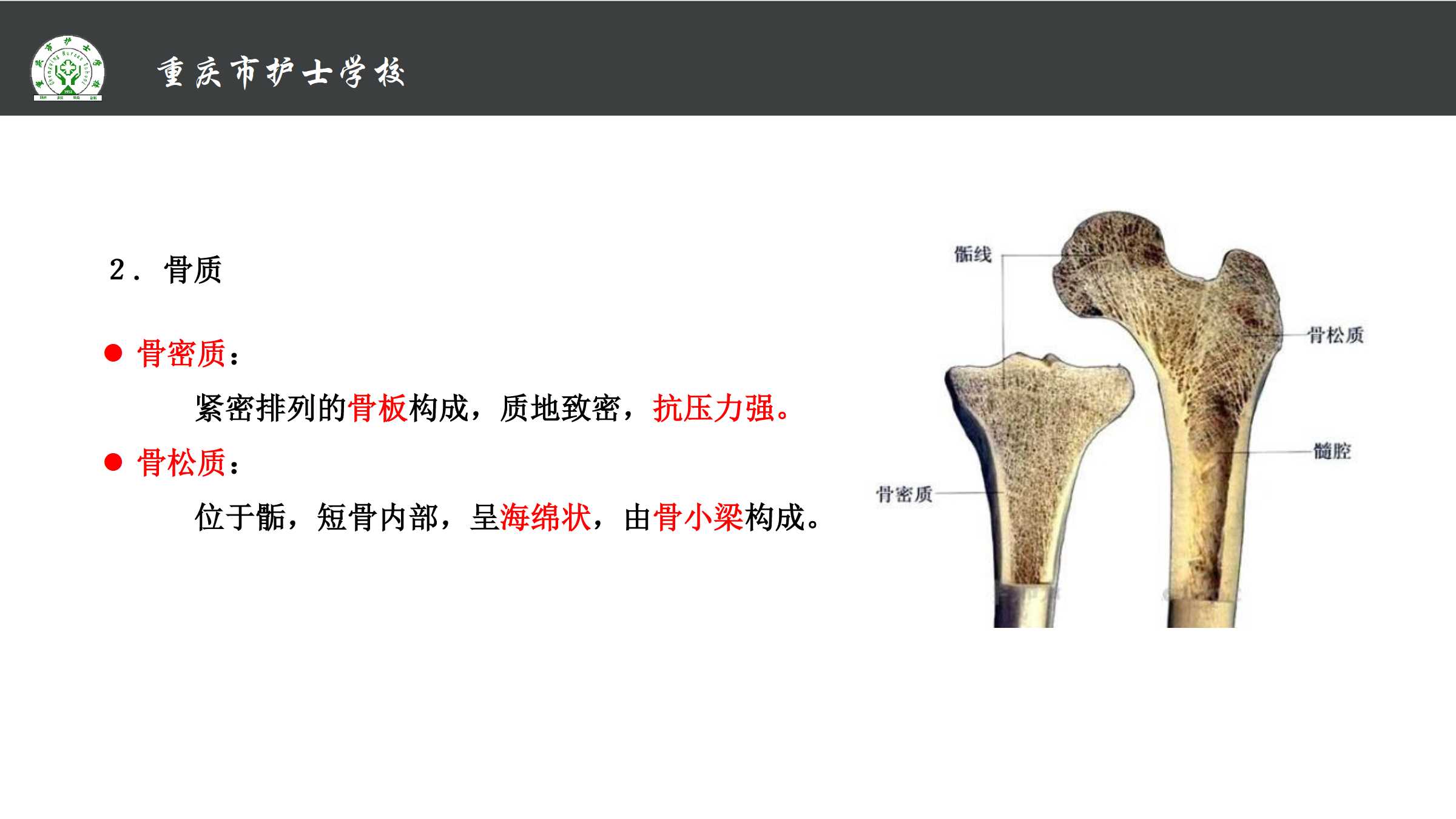 1.1 骨的分类和构造