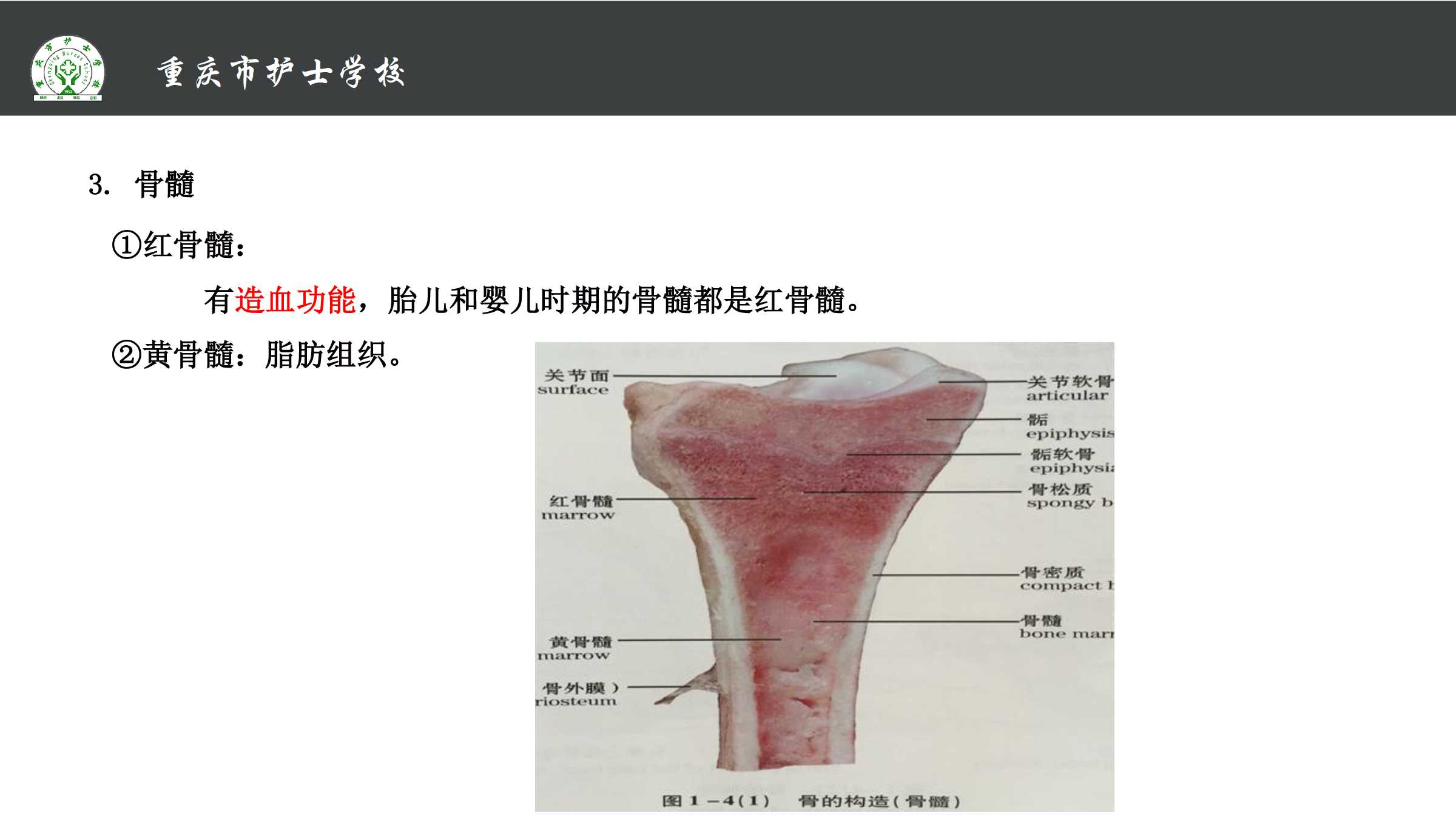 1.1 骨的分类和构造