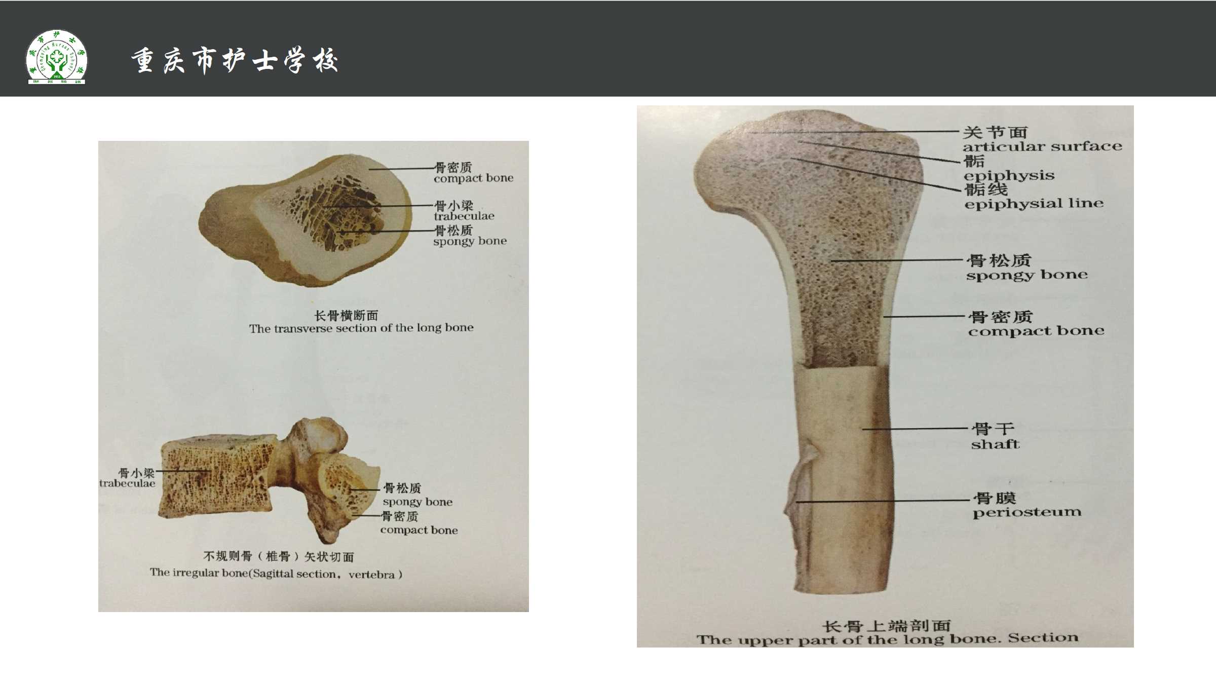 1.1 骨的分类和构造