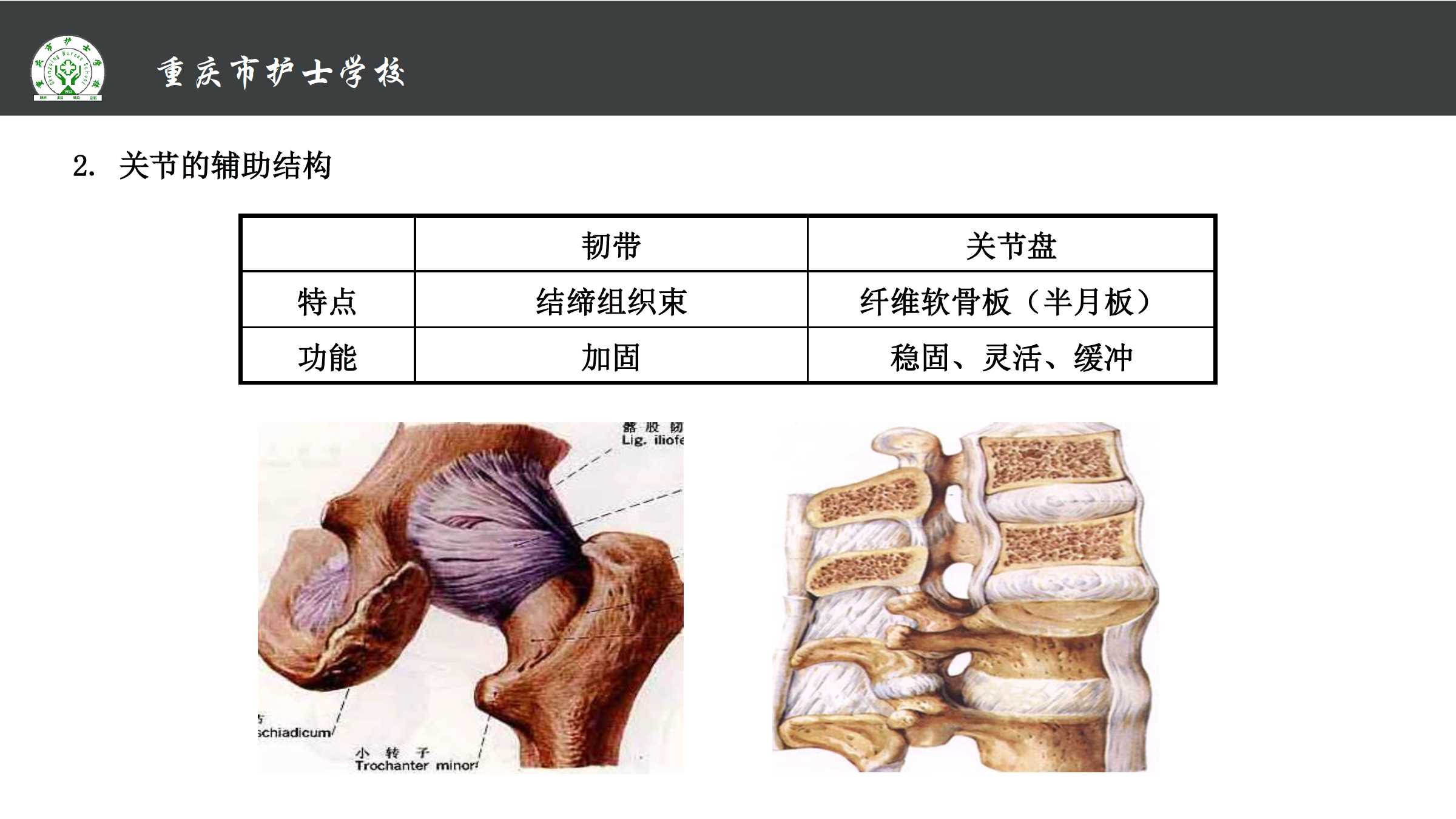 1.1 骨的分类和构造