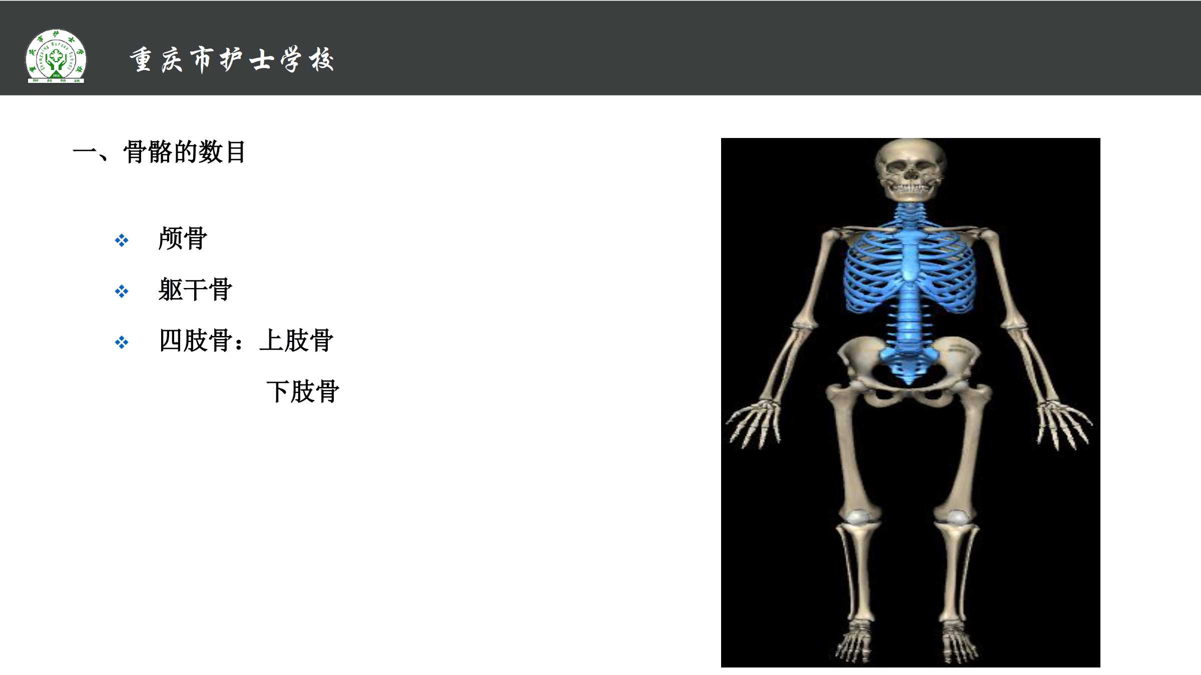 1.1 骨的分类和构造