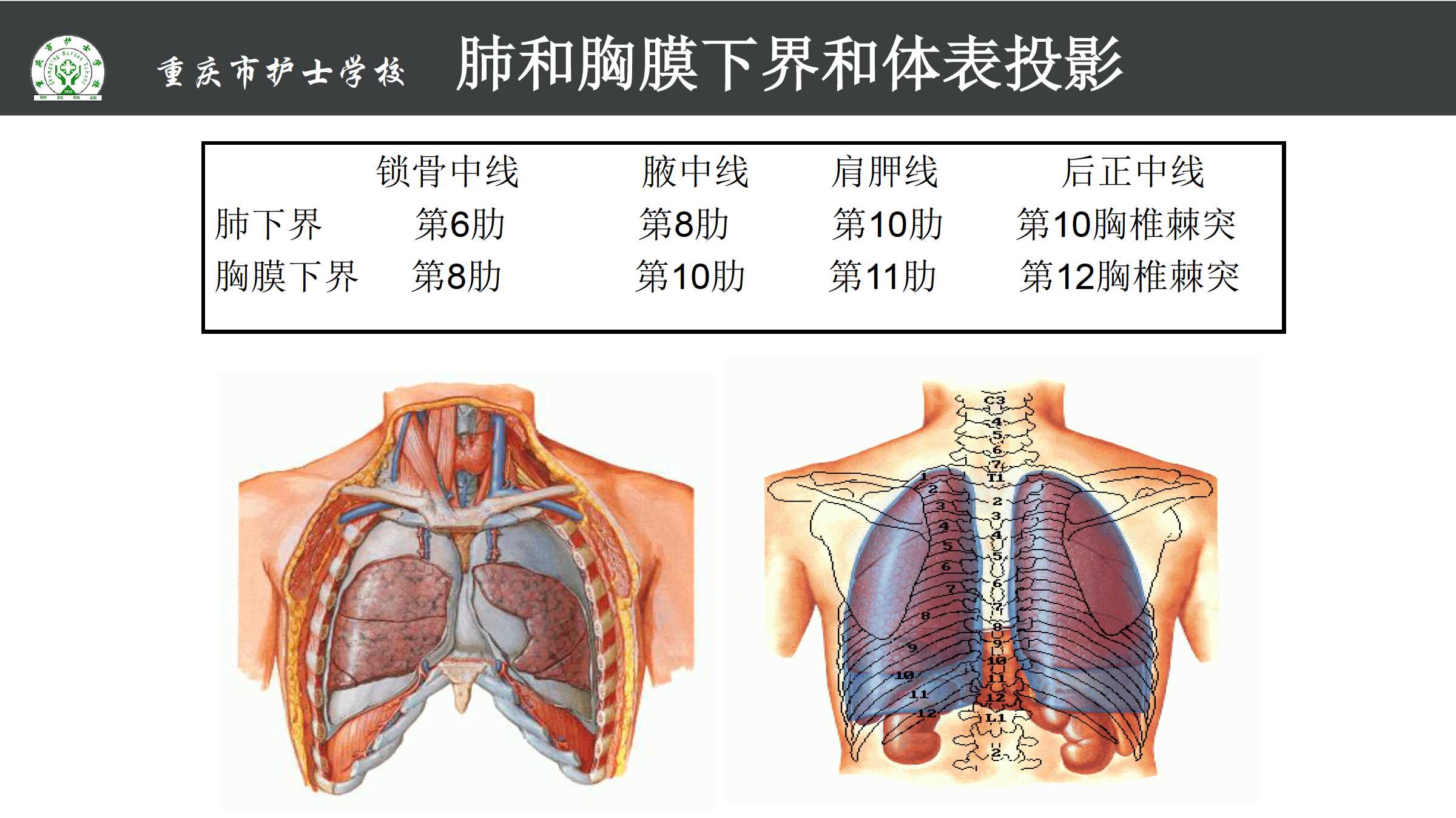 一、胸腔、胸膜和胸膜腔的概念-人体解剖学-医学