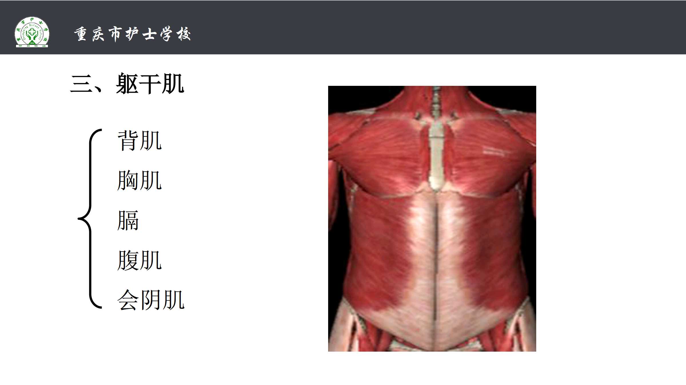 2.2 躯干肌及四肢肌 所属课程《解剖学基础》