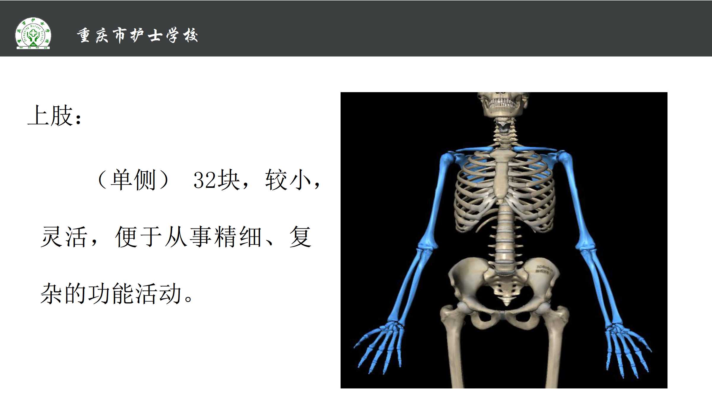 1.4 四肢骨及其连接 所属课程《解剖学基础》