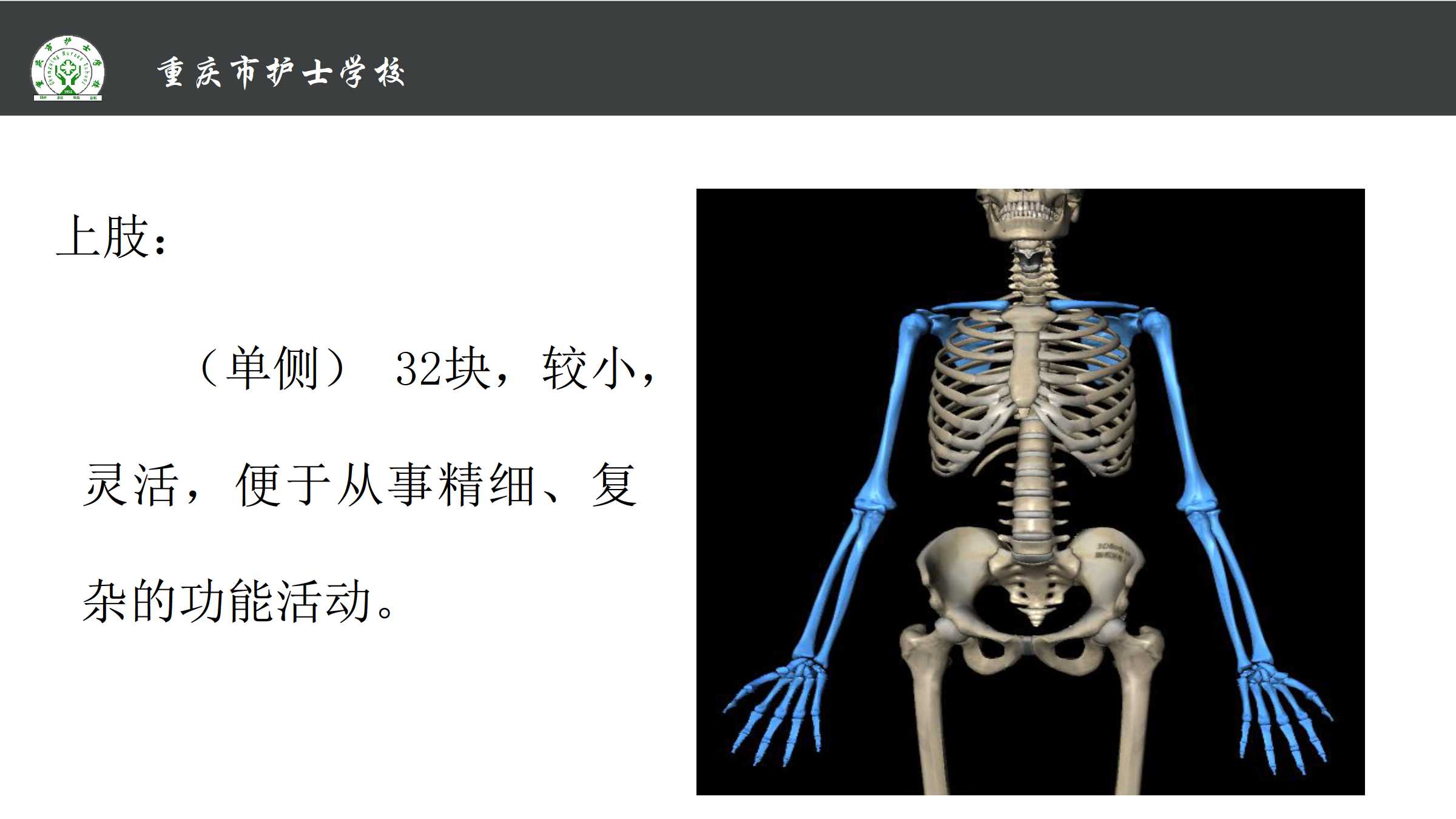 四、四肢骨及其连结-人体解剖学与组织胚胎学-医学