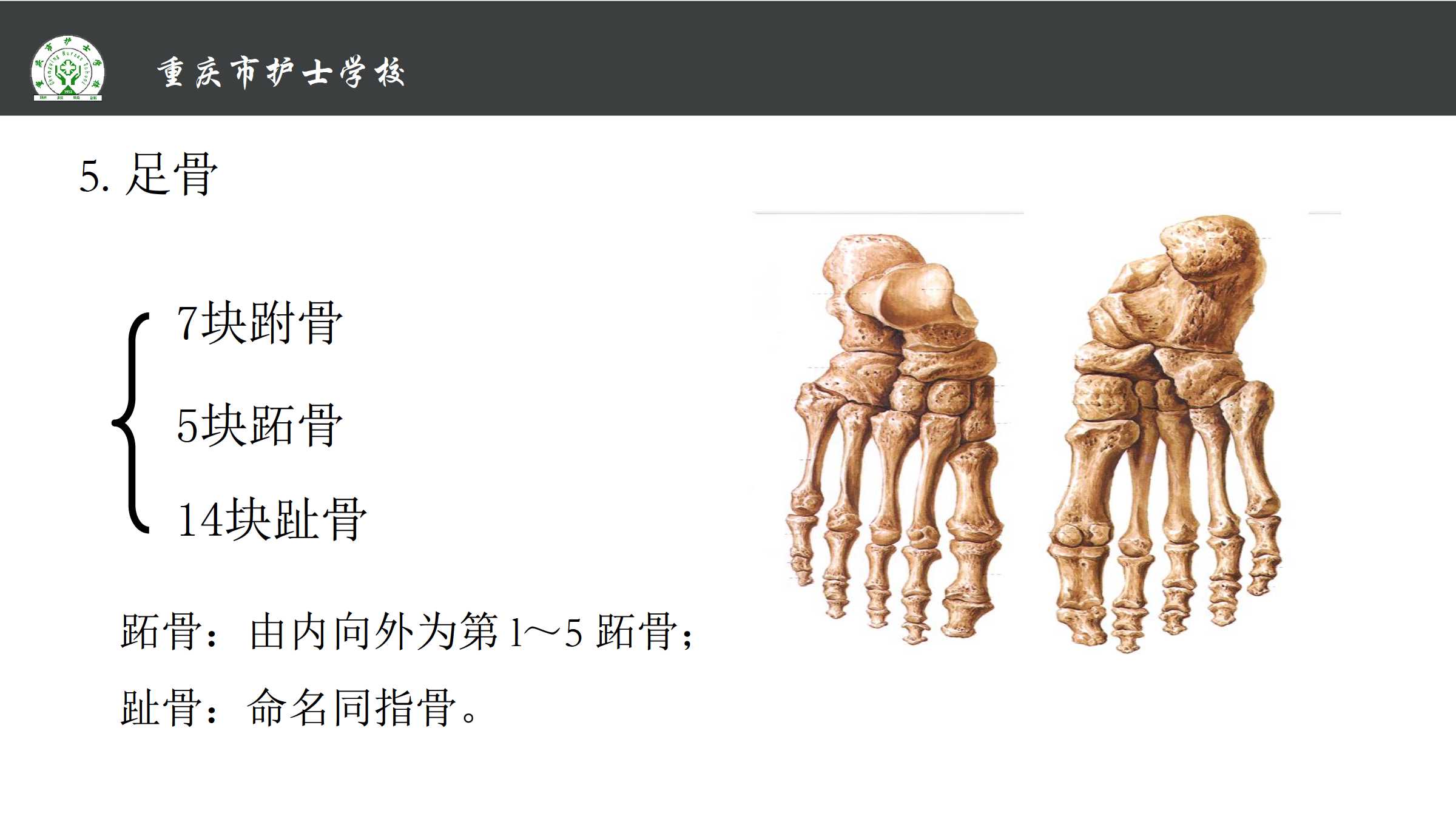 1.4 四肢骨及其连接 所属课程《解剖学基础》