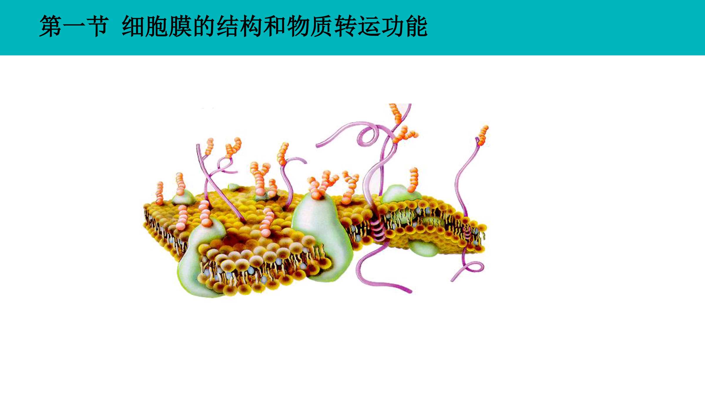 2.1 细胞膜的基本结构和物质转运