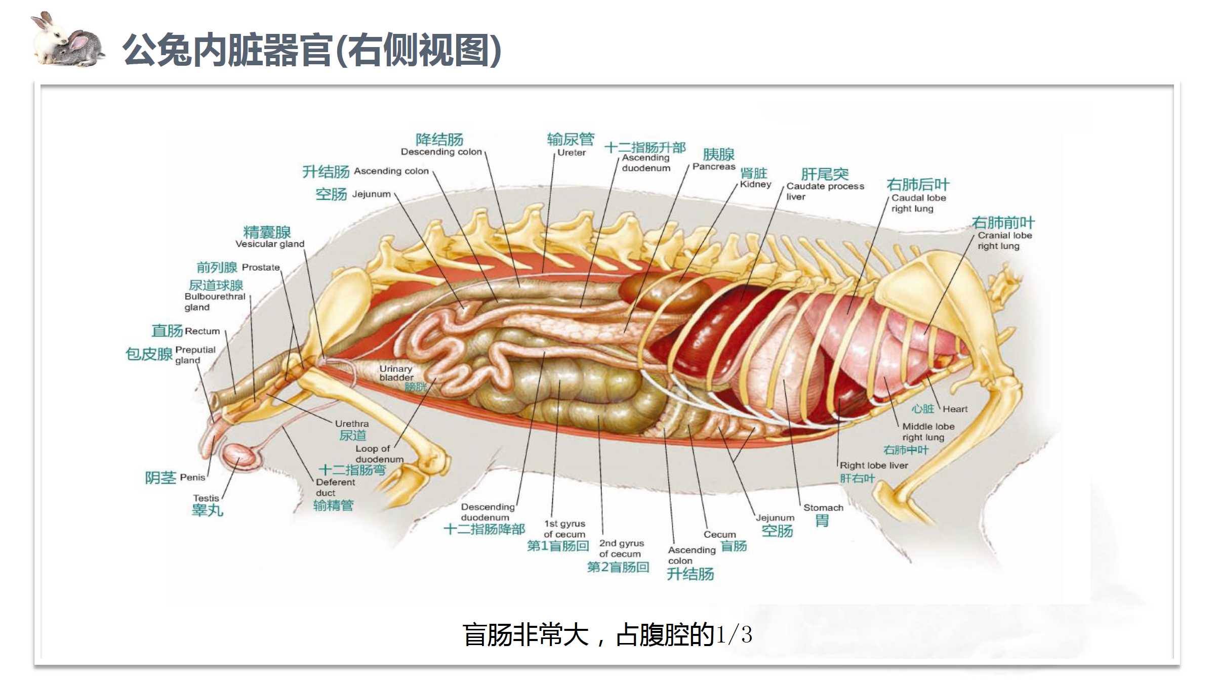 兔子的解剖特点下载 - 重庆大学出版社教学资源库管理平台