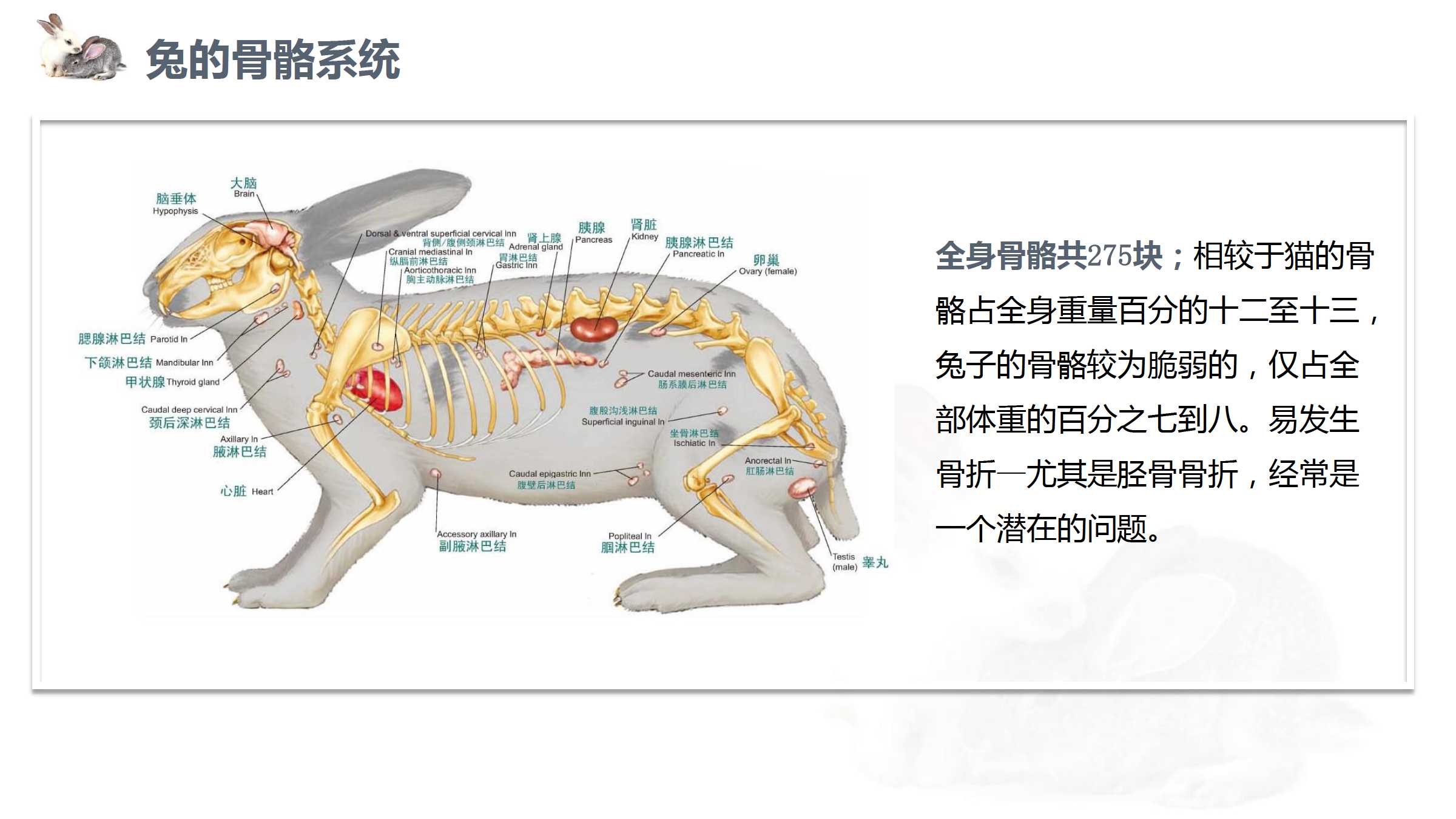兔子头骨-3D打印模型下载-3D工场 3Dworks.cn
