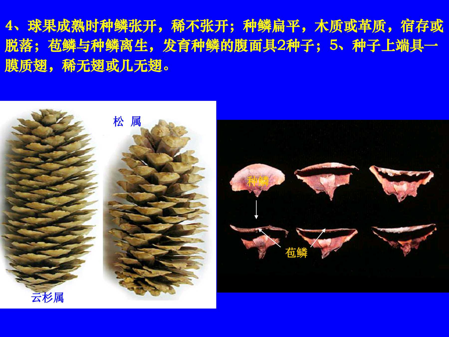 9裸子植物的分类